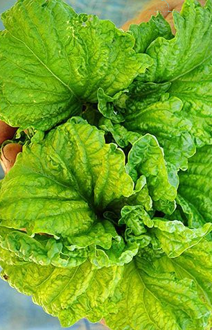 BASIL Lettuce Leaf Seeds Herb Seed